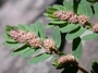 Euphorbiaceae - Euphorbia prostrata 