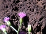 Asteraceae - Cyanthillium cinereum 