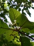 Gesneriaceae - Cyrtandra ootensis 