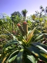 Pandanaceae - Freycinetia arborea 