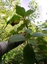 Gesneriaceae - Cyrtandra tahuatensis 