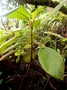 Gesneriaceae - Cyrtandra tahuatensis 