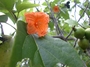 Cordiaceae - Cordia subcordata 