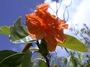 Cordiaceae - Cordia subcordata 