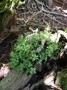 Piperaceae - Peperomia leptostachya 