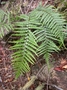 Aspleniaceae - Asplenium caudatum 