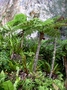 Cyatheaceae - Alsophila tahitensis 