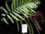 Blechnaceae - Doodia marquesensis 