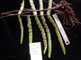 Blechnaceae - Doodia marquesensis 