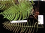 Thelypteridaceae - Cyclosorus marquesicus 