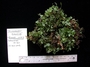 Hymenophyllaceae - Crepidomanes minutum 