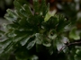 Hymenophyllaceae - Crepidomanes minutum 