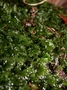 Hymenophyllaceae - Crepidomanes minutum 