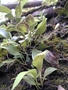Pteridaceae - Antrophyum plantagineum 