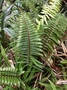 Aspleniaceae - Asplenium caudatum 