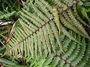 Aspleniaceae - Asplenium caudatum 