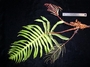 Blechnaceae - Blechnum vulcanicum 