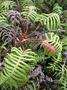 Blechnaceae - Blechnum vulcanicum 