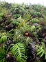 Blechnaceae - Blechnum vulcanicum 