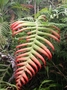 Blechnaceae - Blechnum vulcanicum 