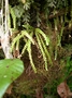 Polypodiaceae - Calymmodon grantii 