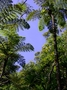 Cyatheaceae - Alsophila tahitensis 