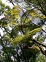 Cyatheaceae - Alsophila tahitensis 