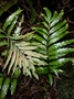 Aspleniaceae - Asplenium quaylei 