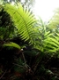 Thelypteridaceae - Cyclosorus subpectinatus 