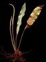 Dryopteridaceae - Elaphoglossum austromarquesense 