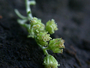 Asteraceae - Artemisia australis 