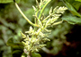 Urticaceae - Boehmeria grandis 