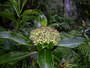 Hydrangeaceae - Broussaisia arguta 