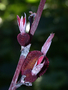 Cannaceae - Canna indica 