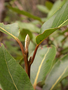 Lauraceae - Cryptocarya mannii 