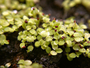 Campanulaceae - Cyanea fissa 