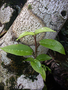 Malvaceae - Hibiscus clayi 
