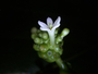Rubiaceae - Morinda citrifolia 