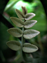 Araliaceae - Polyscias racemosa 