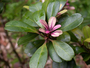 Primulaceae - Myrsine sandwicensis 