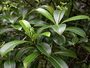 Rubiaceae - Psychotria kaduana 