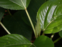 Urticaceae - Touchardia latifolia 