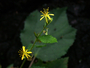 Malvaceae - Triumfetta semitriloba 