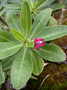 Campanulaceae - Apetahia longistigmata 