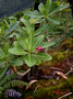 Campanulaceae - Apetahia longistigmata 