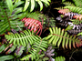 Blechnaceae - Blechnum vulcanicum 