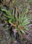 Polypodiaceae - Calymmodon grantii 