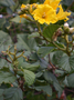 Cordiaceae - Cordia lutea 