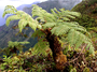 Cyatheaceae - Cyathea feani 