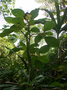 Gesneriaceae - Cyrtandra tahuatensis 